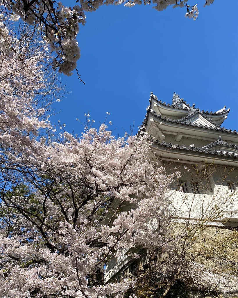 お花見に行って来ました